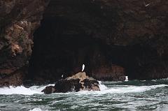 1151-Isole Ballestas,19 luglio 2013
